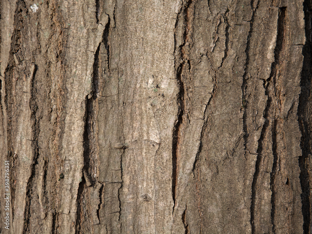 Obraz premium Carpinus betulus, the European or common hornbeam tree trunk. Hornbeam bark. Texture. Background.