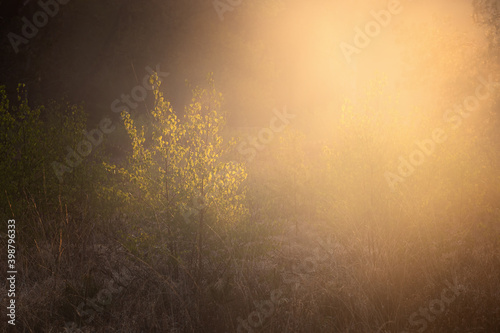 sunrise in misty forest