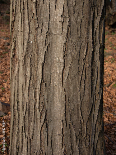 Carpinus betulus, the European or common hornbeam tree trunk. Hornbeam bark. Texture. Background.