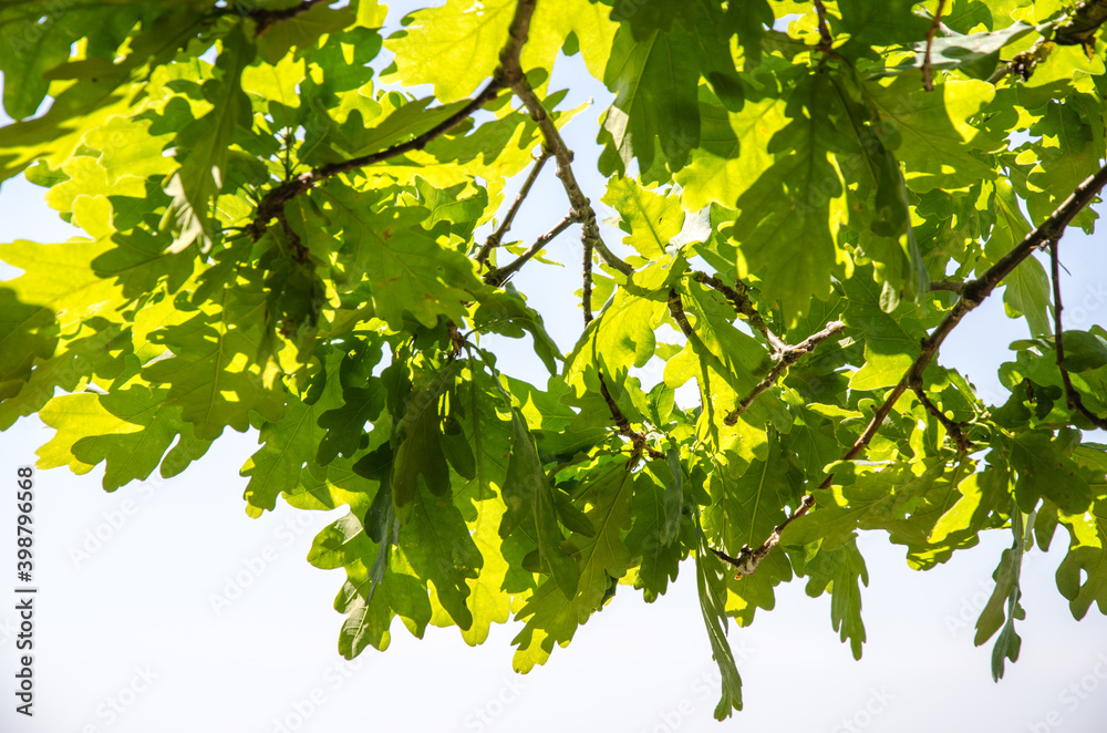 Fototapeta premium Branches with oak leaves against the sky
