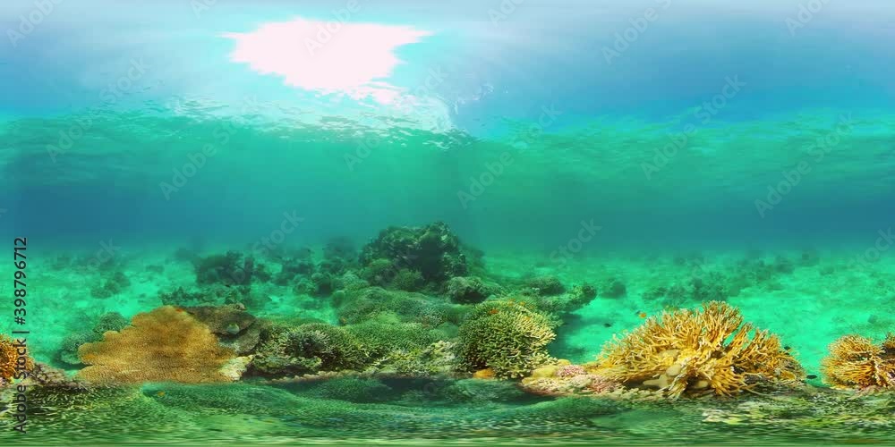 Marine life sea world. Underwater fish reef marine. Tropical colourful underwater seascape. Philippines. Virtual Reality 360. Marine life sea world. Underwater fish reef marine. Tropical colourful underwater seascape. Philippines. Virtual Reality 360.