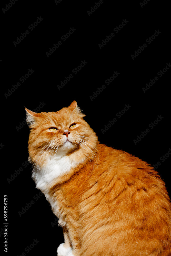 Smiling ginger cat isolated on black. Emotions of animals Smiling ginger cat isolated on black. Emotions of animals