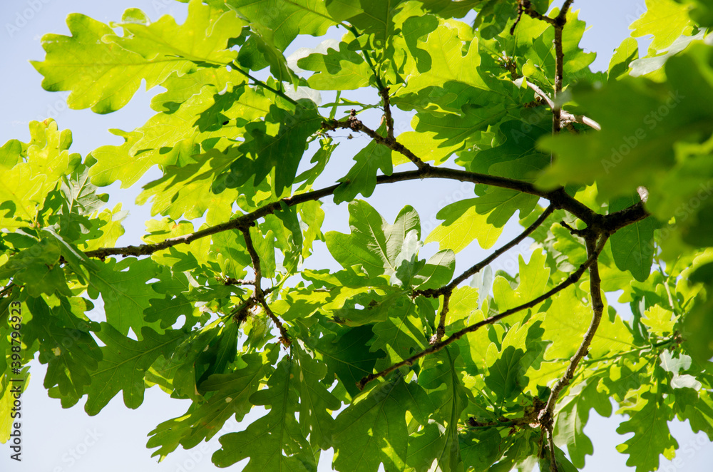 Green oak leaves in sunlight, summer time