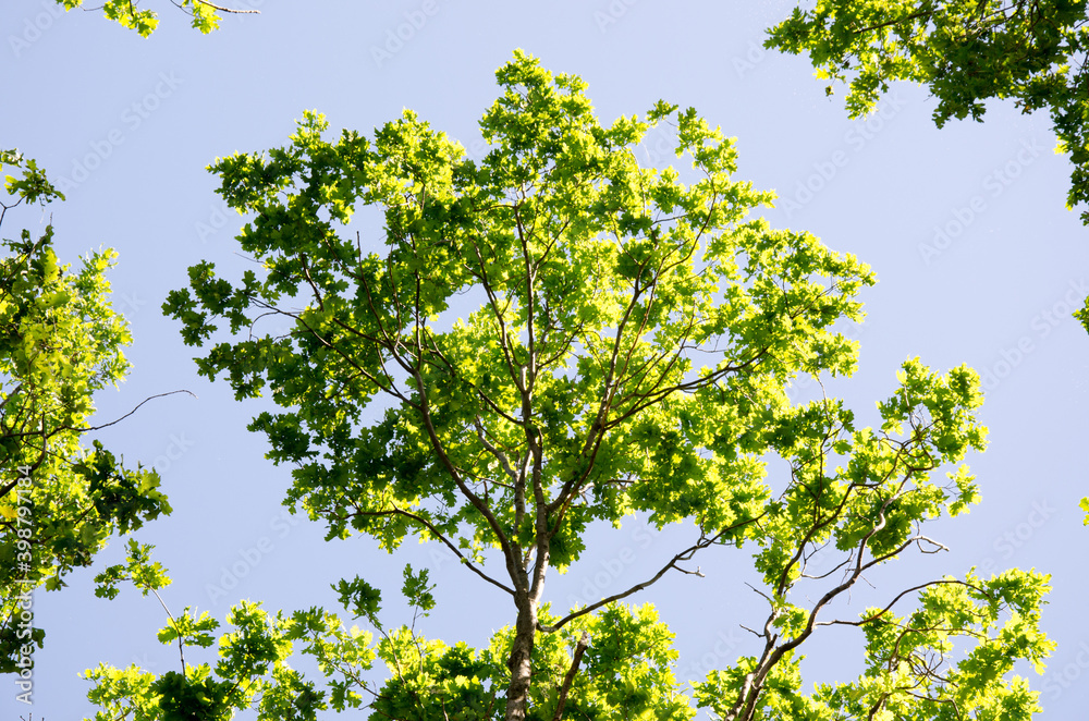 Green oak branches against the sky and sunlight in the summer Green oak branches against the sky and sunlight in the summer