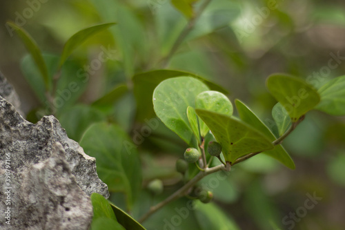 Ficus Deltoidea grows wild in the tropical rain forests of Borneo.