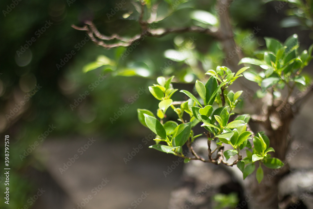 Obraz premium Bonsai Plants with Blur or Bokeh Effect Photos.