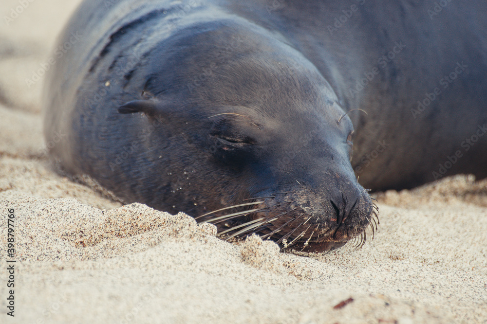 Fototapeta premium a seal lying on the sand