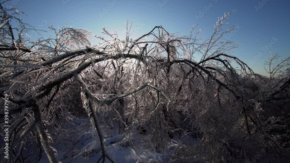 Sliding view of the heavy trees branches covered with ice and glistening on the sun after icy storm. Cold sunny day. Russia