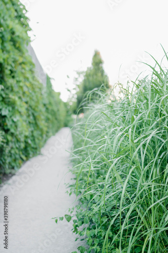 Green grass in the park pathway