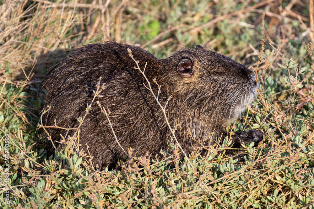 Ragondin - Myocastor coypus au bord de l'étang de Thau à Mèze dans l'Hérault - Occitanie Ragondin - Myocastor coypus au bord de l'étang de Thau à Mèze dans l'Hérault - Occitanie
