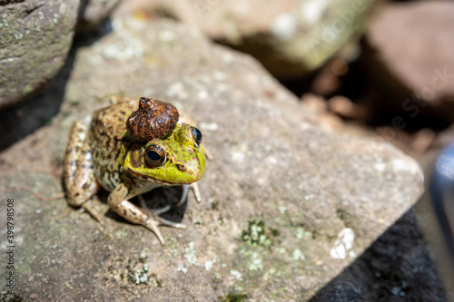 A frog rules over his pond, with an acorn crown on his head.