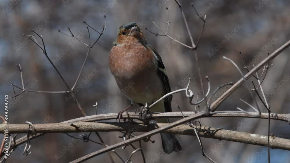 chaffinch on branch, florence, tuscany chaffinch on branch, florence, tuscany