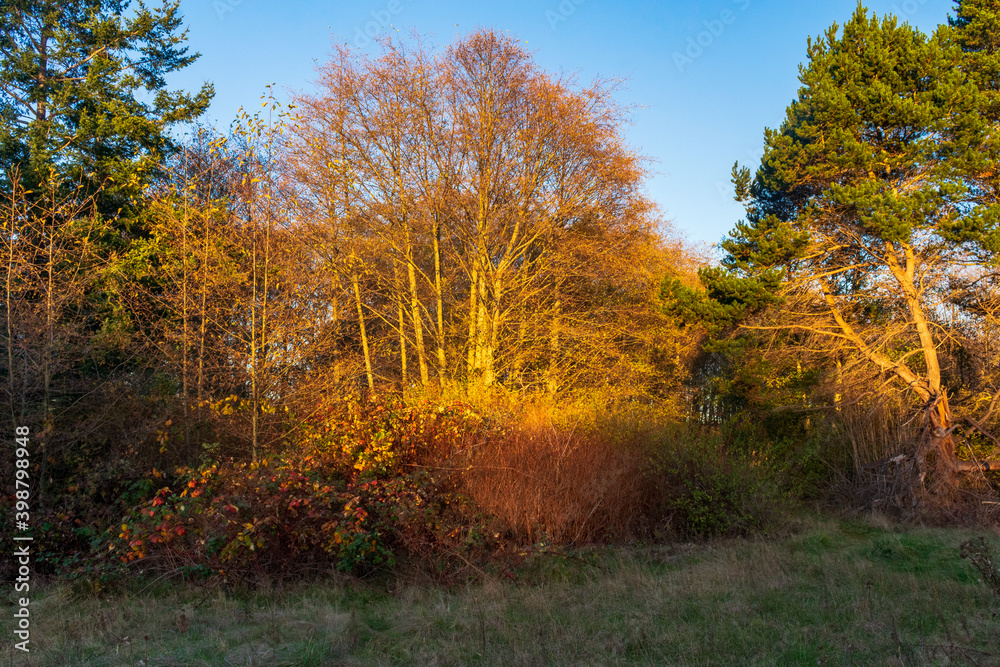 Fall colored leaves during in golden light at Washington Park Fall colored leaves during in golden light at Washington Park