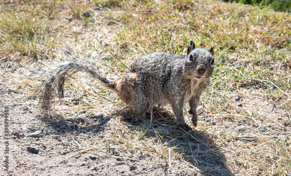 Ardilla gris en el sendero mirando a la cámara