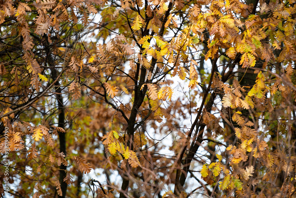 (Selective focus) Stunning view of some Oak trees during the fall season in Italy. An oak is a tree or shrub in the genus Quercus of the beech family, Fagaceae.