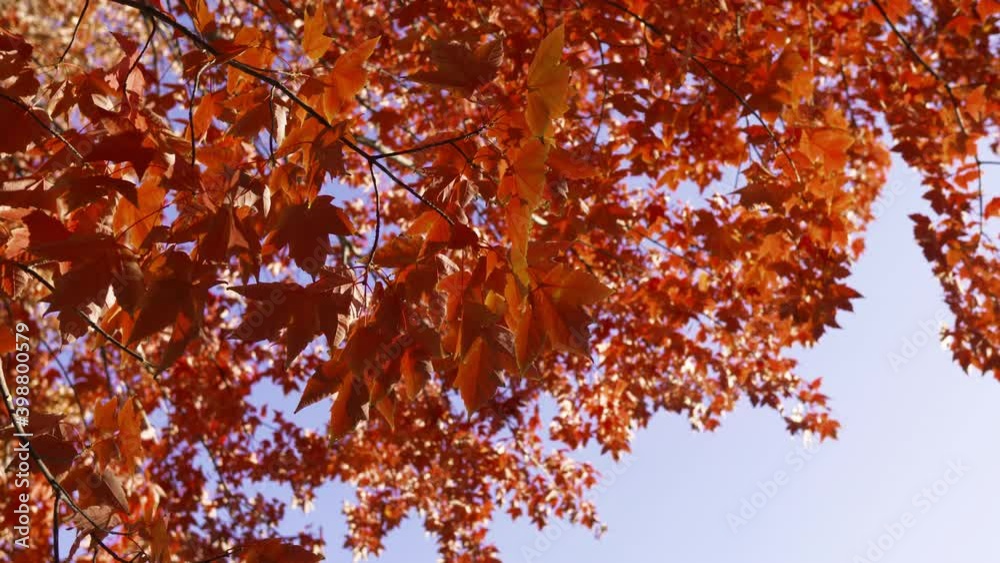Bright red maple leaves on a tree captured during a bright Autumn day. Bright red maple leaves on a tree captured during a bright Autumn day.
