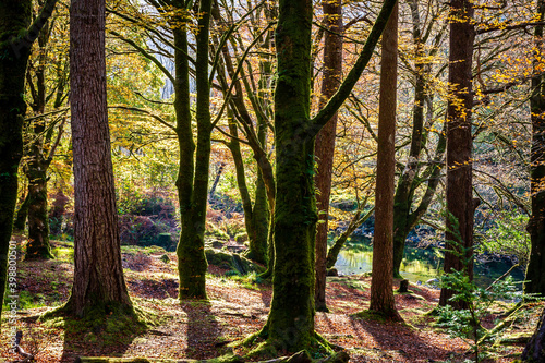 Wooded Riverbank Glencoe Scottish Highlands