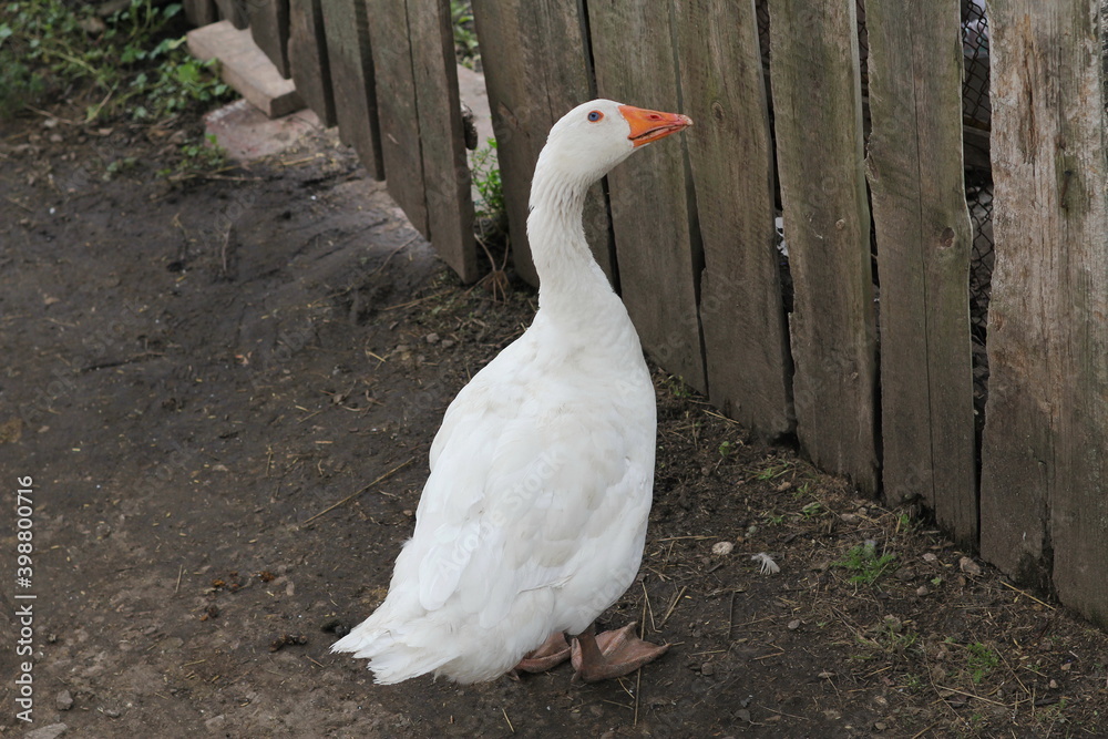 A white curious country goose with blue eyes and an orange beak stands by a wooden fence and looks at the camera A white curious country goose with blue eyes and an orange beak stands by a wooden fence and looks at the camera