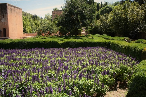 jardín morado con un sol resplandeciente