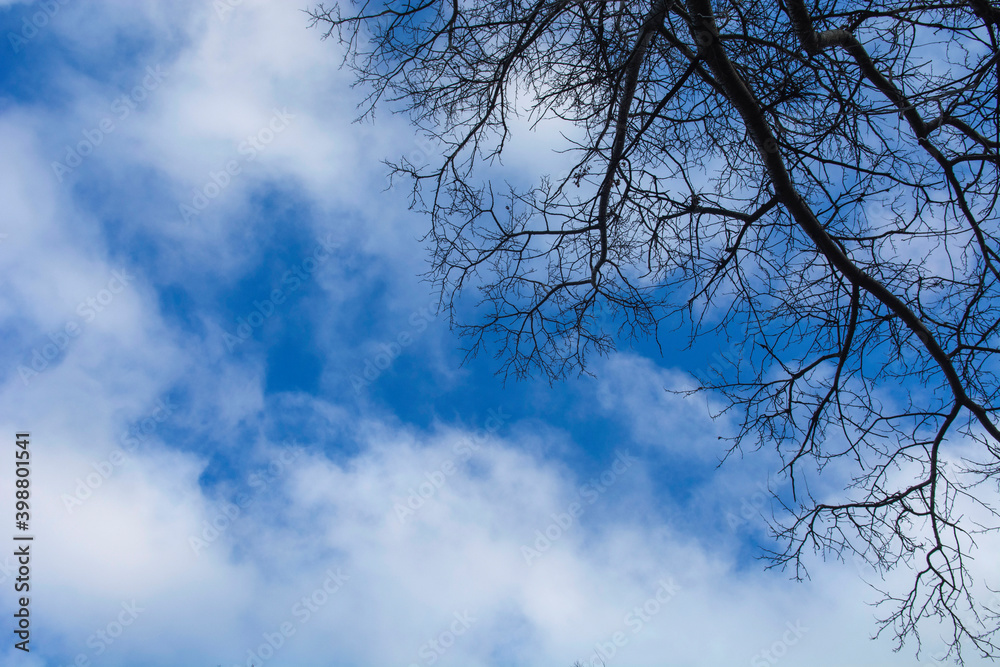 Bare Tree Branches Against a Blue Sky Bare Tree Branches Against a Blue Sky