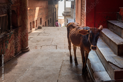 An Indian cow in the streets of Varanasi, India photo