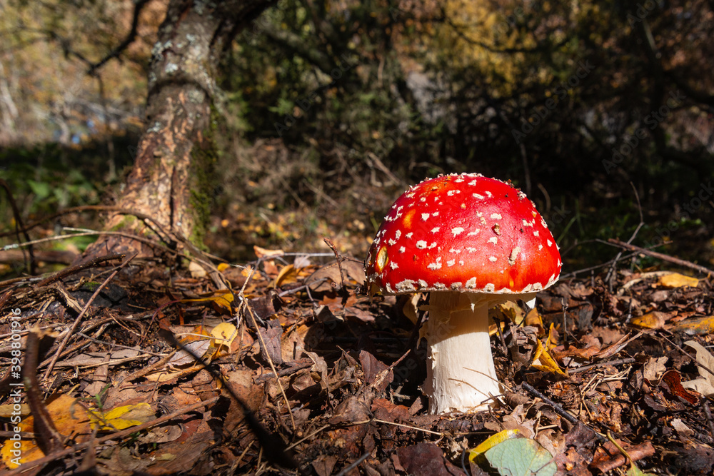 Amanita Muscaria en un bosque del norte de España