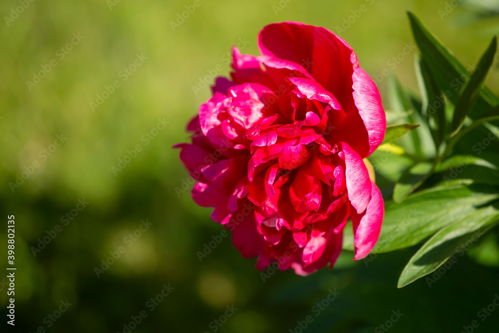 Large and bright bloom of a red peony with some leaves on solid green background with space for text or greeting