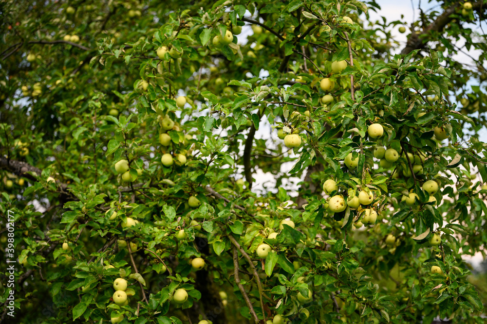 Green morning apple on the tree. Green morning apple on the tree.
