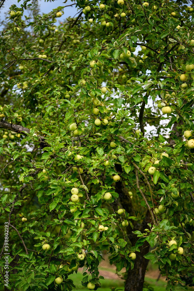 Green morning apple on the tree. Green morning apple on the tree.