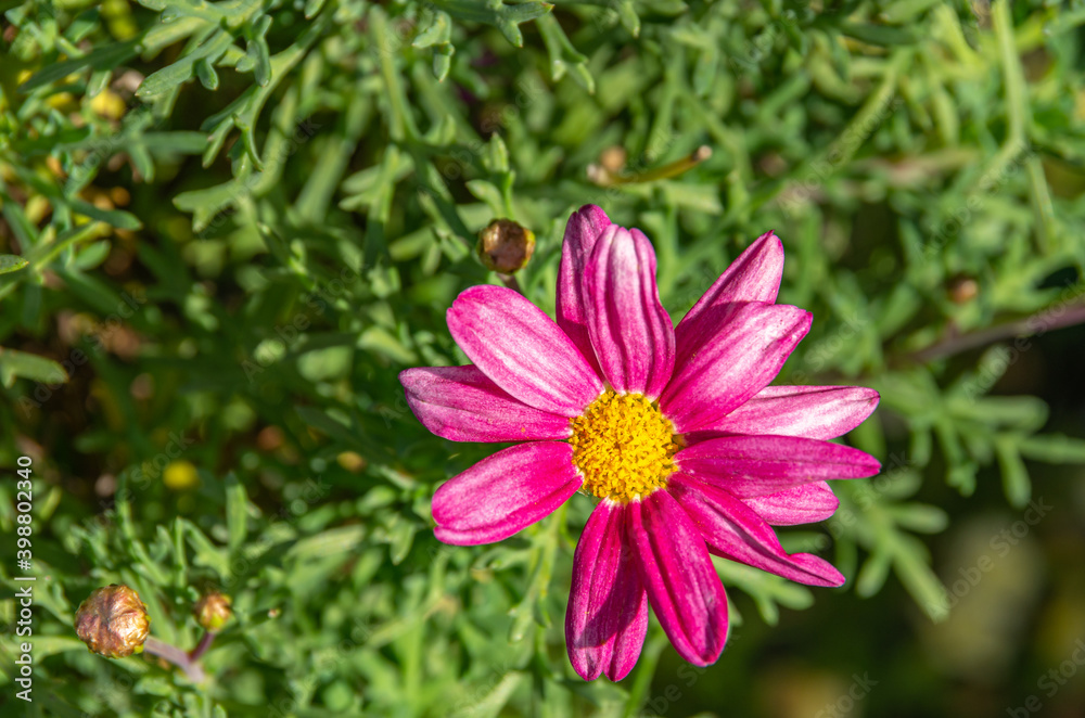 Close up of single pink flower blossom. Close up of single pink flower blossom.