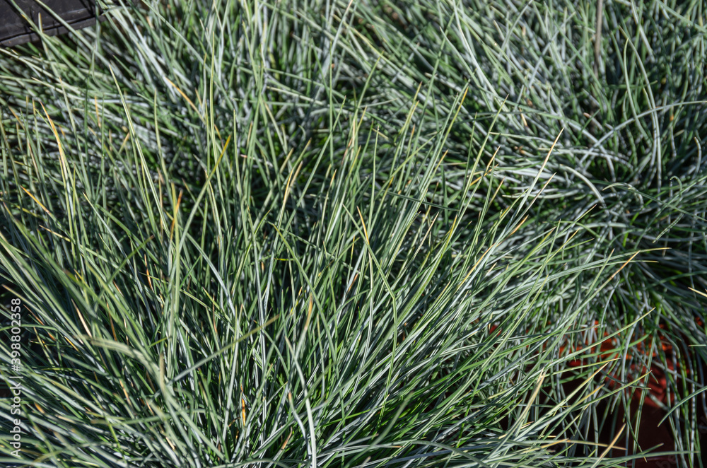 Close-up of Festuca plants. Close-up of Festuca plants.