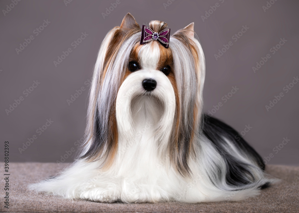 Naklejka premium Studio photography of a Biewer Yorkshire Terrier on grey backgrounds