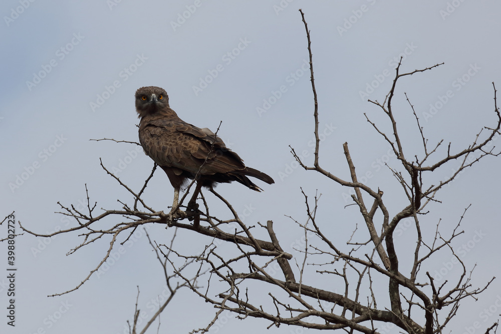 Einfarb-Schlangenadler / Brown snake-eagle / Circaetus cinereus Einfarb-Schlangenadler / Brown snake-eagle / Circaetus cinereus
