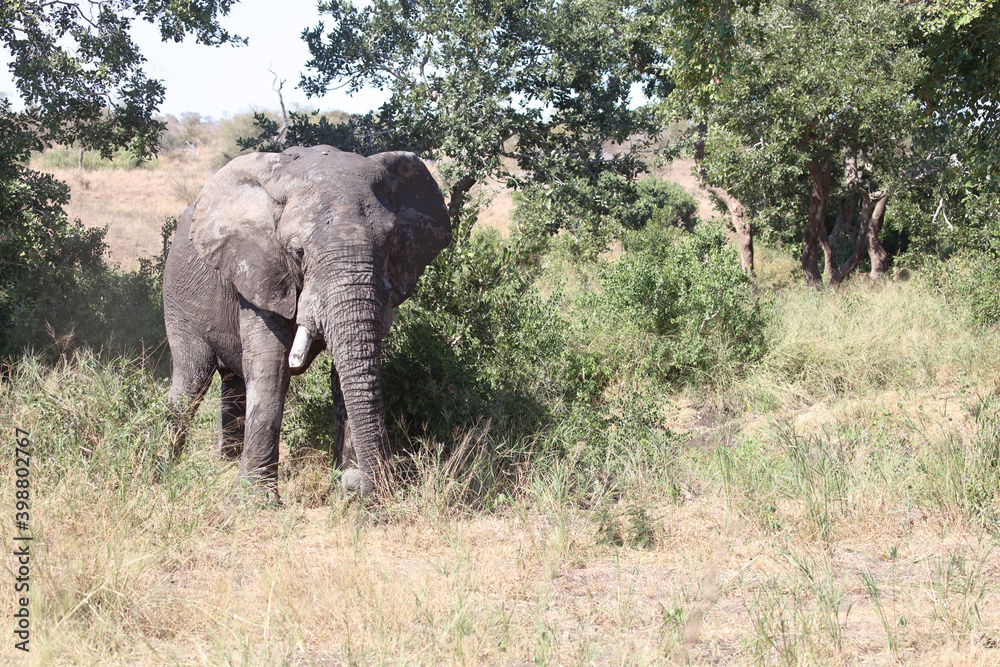 Afrikanischer Elefant / African elephant / Loxodonta africana