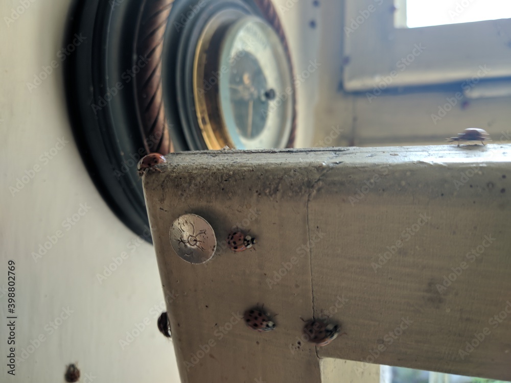 ladybugs climbing from the window with an old compass on the wall in the background