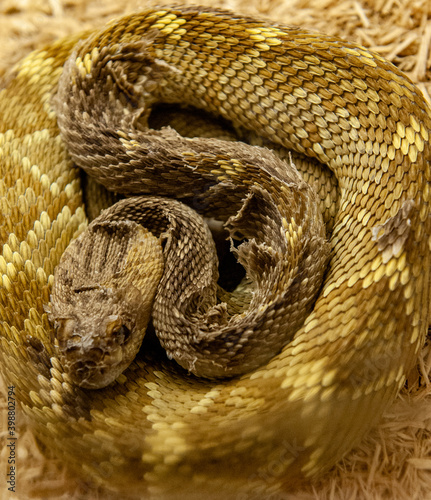 Photography shedding rattlesnake