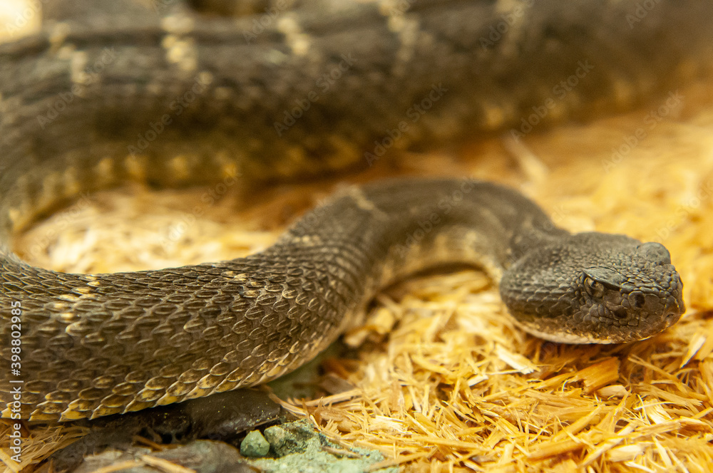 close up of rattlesnake close up of rattlesnake
