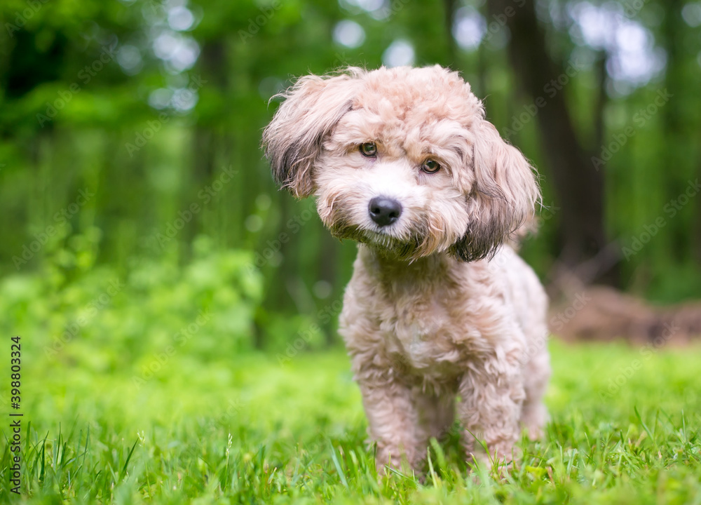 A small Poodle mixed breed dog looking at the camera with a head tilt