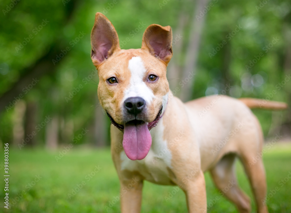 A happy red and white Pit Bull Terrier mixed breed dog with large ears