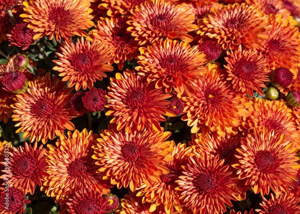 Red and yellow chrysanthemum. Background of chrysanthemums . Red and yellow chrysanthemum. Background of chrysanthemums .