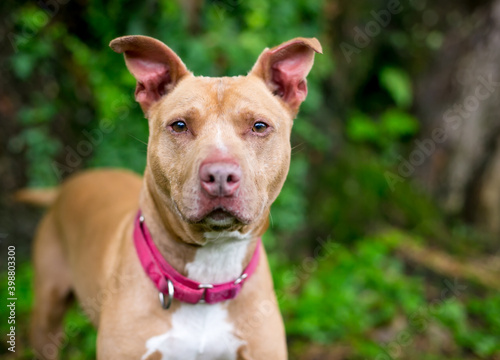 A red and white Pit Bull Terrier mixed breed dog wearing a red collar outdoors