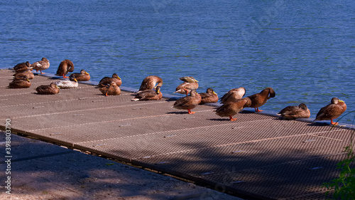 Enten am Flussufer photo