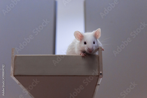 Mouse walking in research laboratory