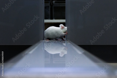 Mouse walking in research laboratory