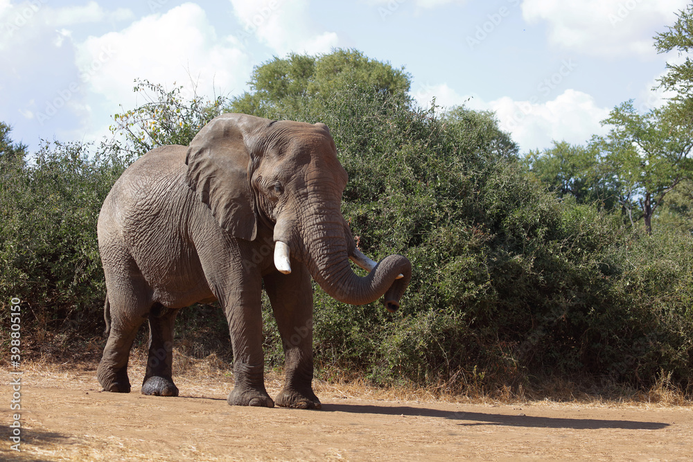 Fototapeta premium Afrikanischer Elefant / African elephant / Loxodonta africana