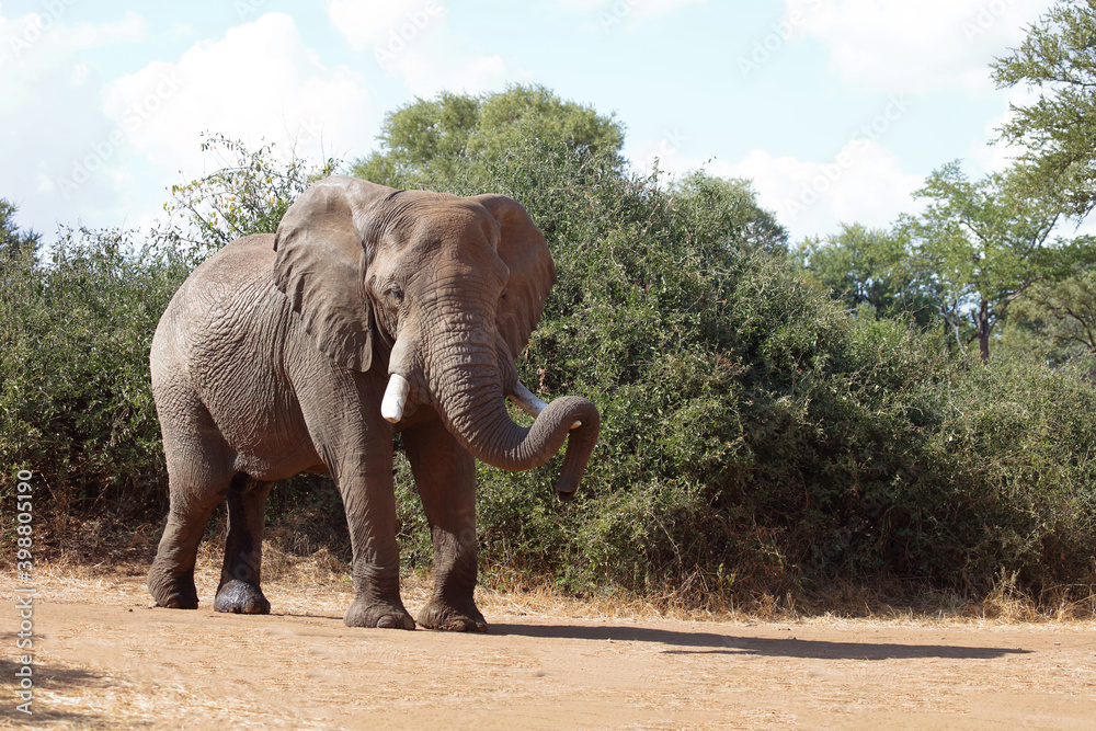 Fototapeta premium Afrikanischer Elefant / African elephant / Loxodonta africana