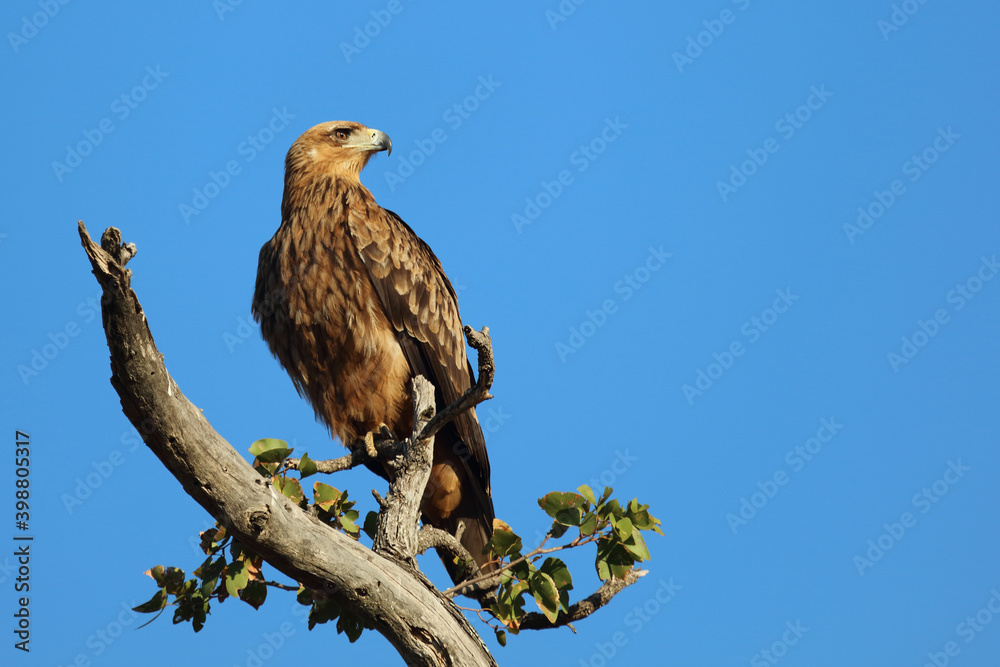Wahlbergsadler / Wahlberg's Eagle / Aquila wahlbergi Wahlbergsadler / Wahlberg's Eagle / Aquila wahlbergi