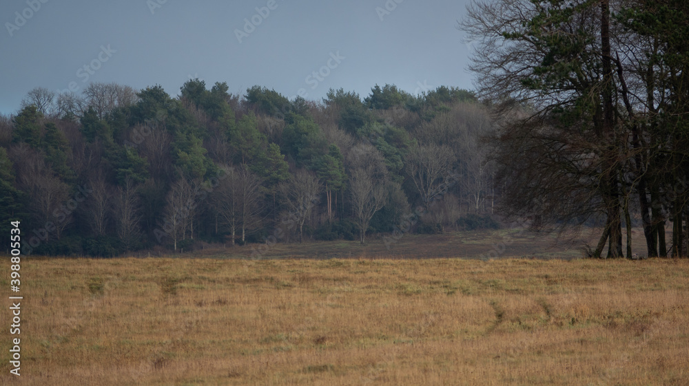 scenic view across parkland with near and far tree copse,  scenic beautiful, countryside