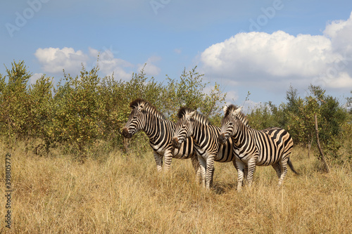 Steppenzebra   Burchell s zebra   Equus burchellii