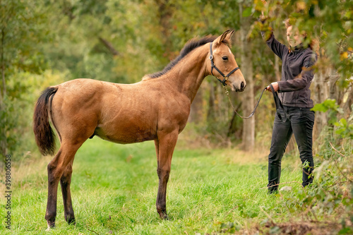 A light brown buckskin foal, the female owner stands next to the stallion Autumn Sun © Dasya - Dasya